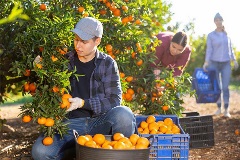 FL Fruit Tree Thumbnail