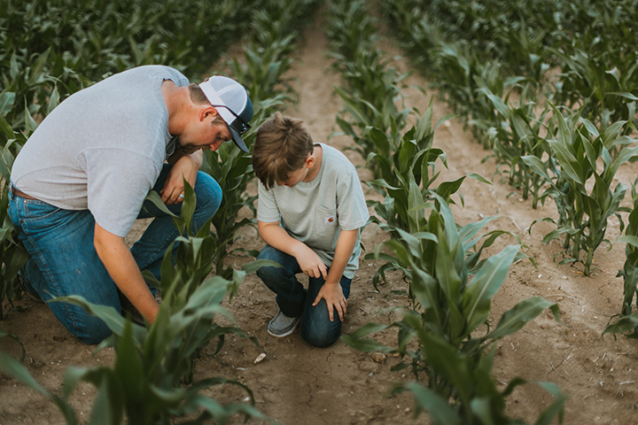 Man and young man inspecting crops